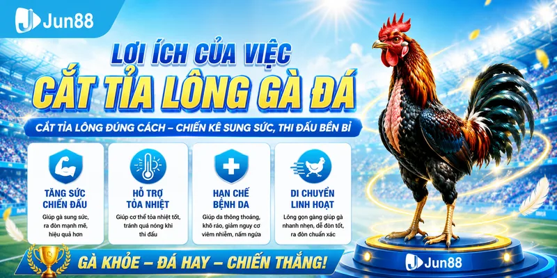 Cắt tỉa lông giúp chiến kê tỏa nhiệt và thi đấu linh hoạt hơn